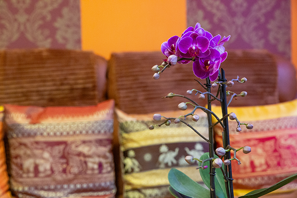 Lila Orchidee mit Blüten und Knospen im Vordergrund, dahinter ein braunes Sofa mit bunten Kissen und eine Wand in warmen Farben mit floralen Tapetenstreifen.
